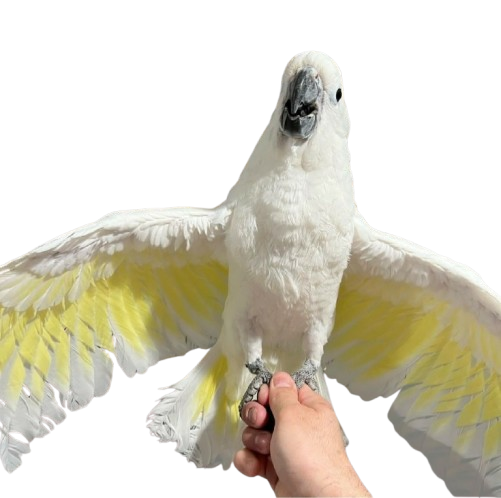 COCKATOO PARROTS FOR SALE