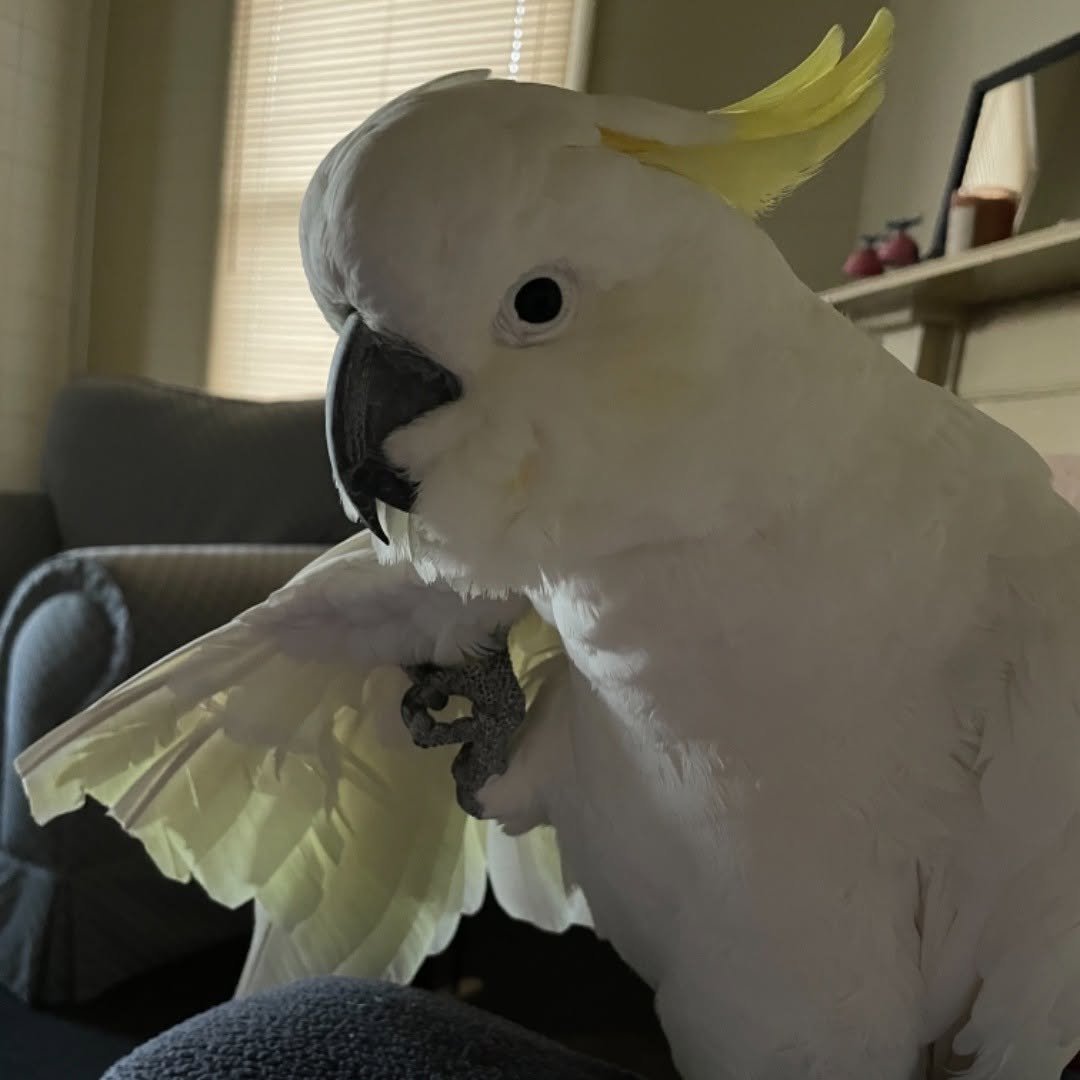 Western Corella Cockatoo parrots for sale
