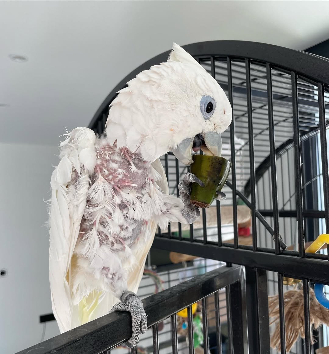 Palm Cockatoo parrots for sale