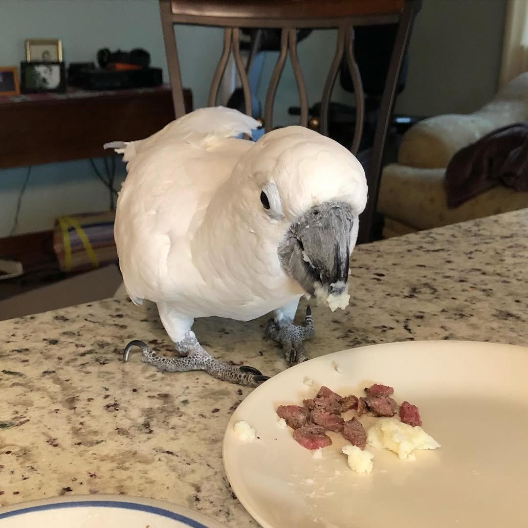 Umbrella Cockatoo parrots for sale