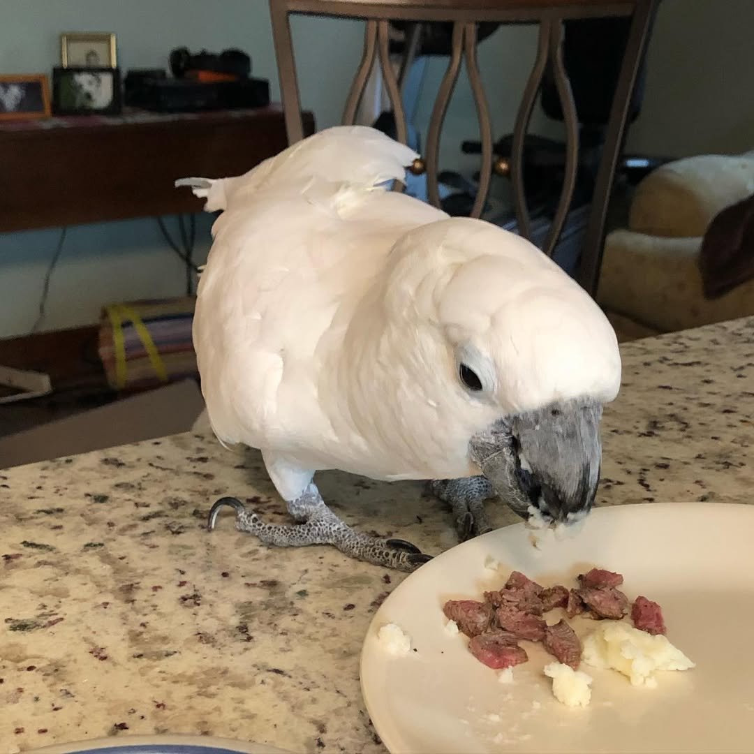 Umbrella Cockatoo parrots for sale