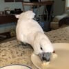 Umbrella Cockatoo parrots for sale