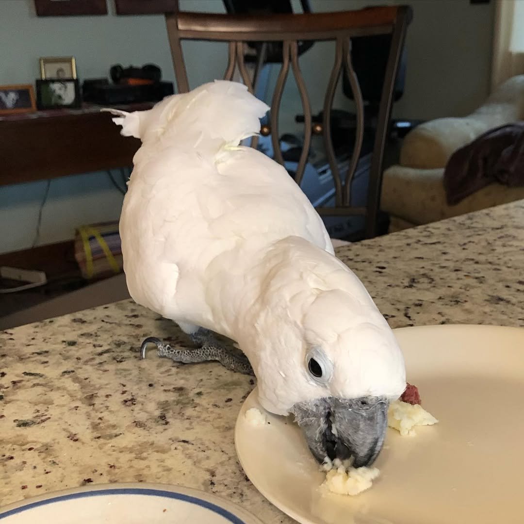 Umbrella Cockatoo parrots for sale