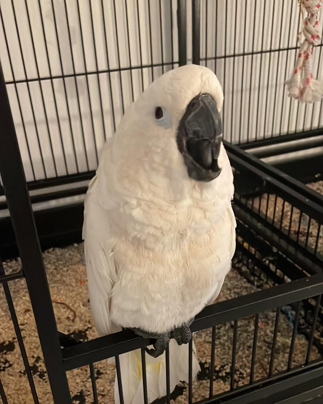 Philippine Cockatoo parrots for sale