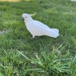 Western Corella Cockatoo Parrots For Sale