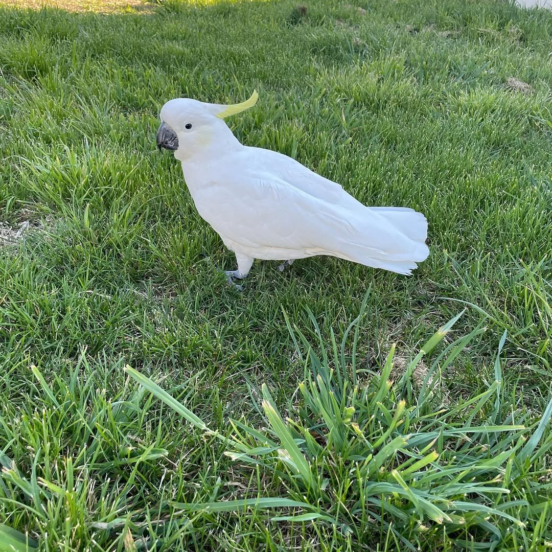 Western Corella Cockatoo Parrots For Sale