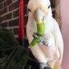 Black Cockatoos parrots for sale