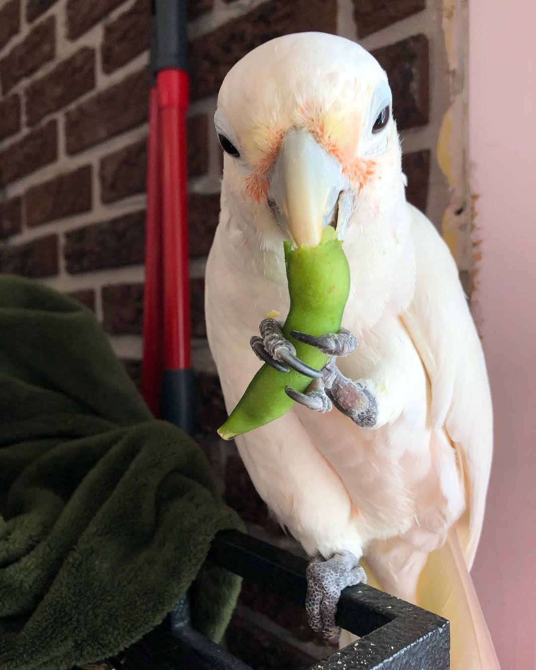 Black Cockatoos parrots for sale