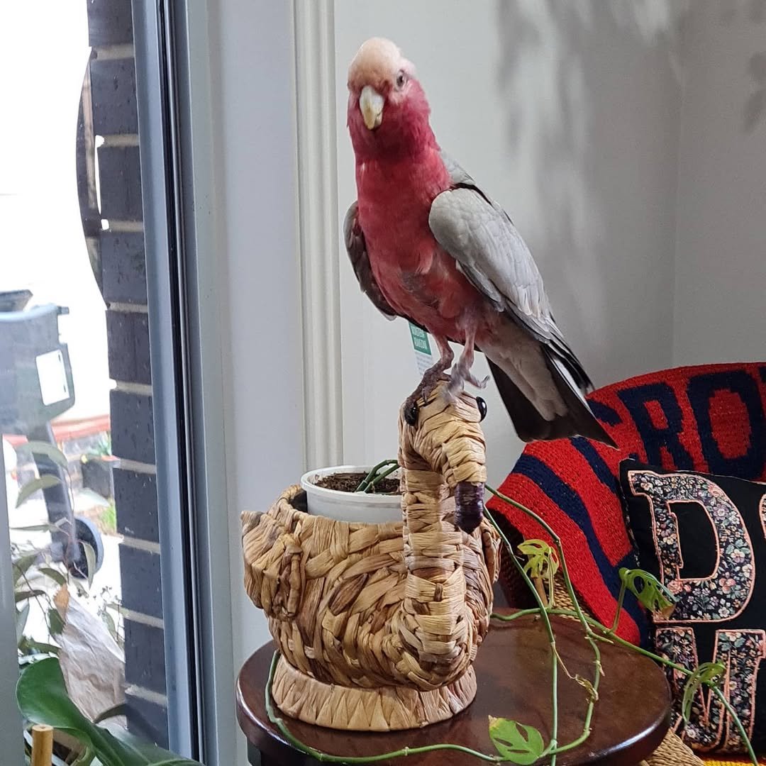cheap cockatoos parrots for sale near me