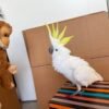 Galah cockatoo parrots for sale