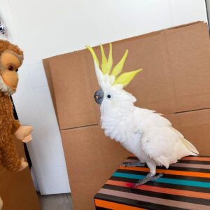 Galah cockatoo parrots for sale