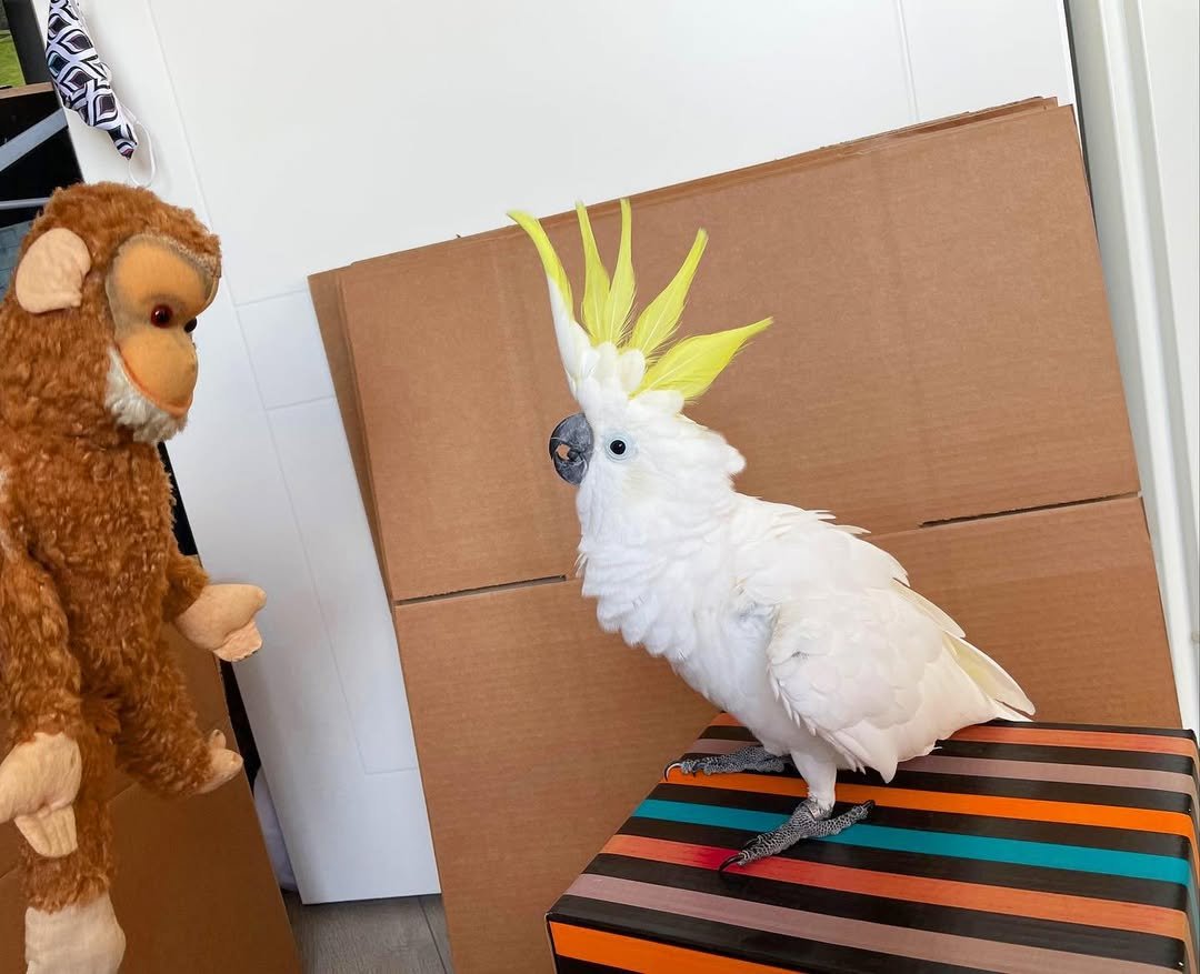 Galah cockatoo parrots for sale