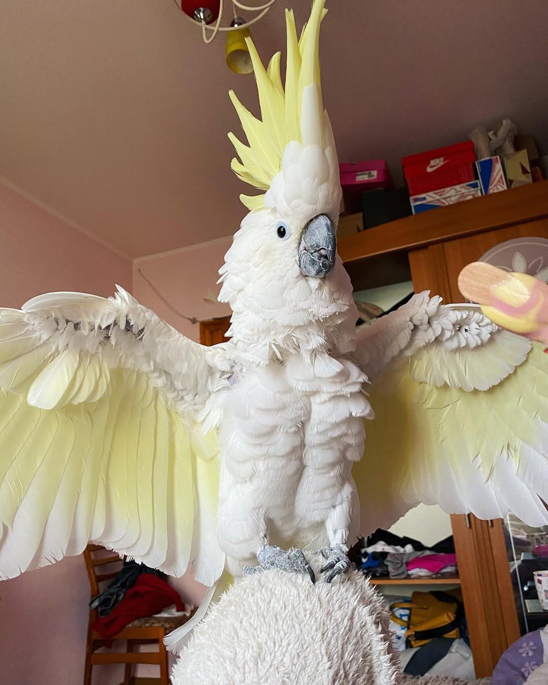 cockatoo birds for sale