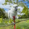 Western Corella Cockatoo parrots for sale