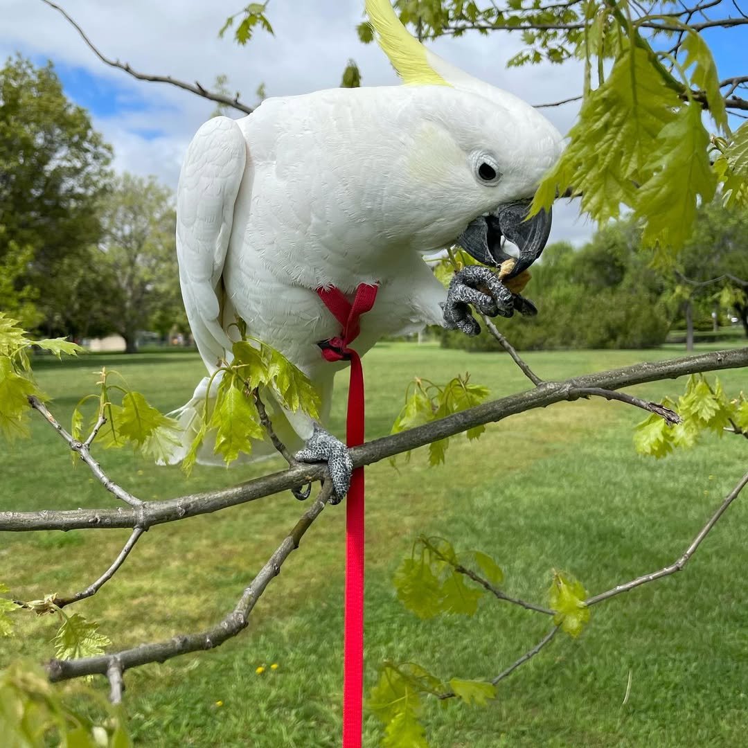 Western Corella Cockatoo parrots for sale