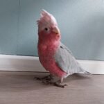 female cockatoo parrots for sale
