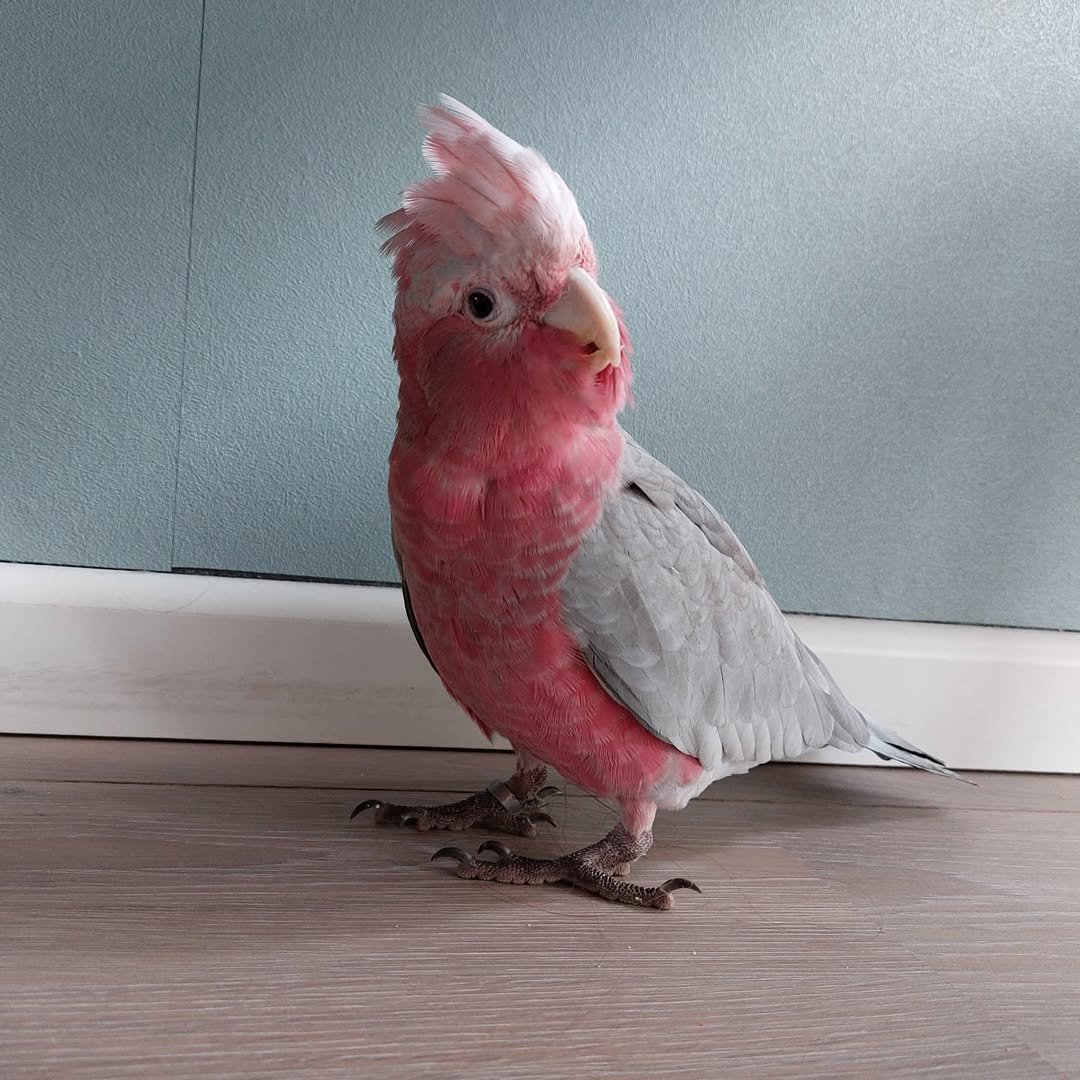 female cockatoo parrots for sale