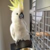 Cockatoo Parrots for Sale Near Me