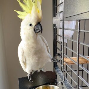 Cockatoo for Sale