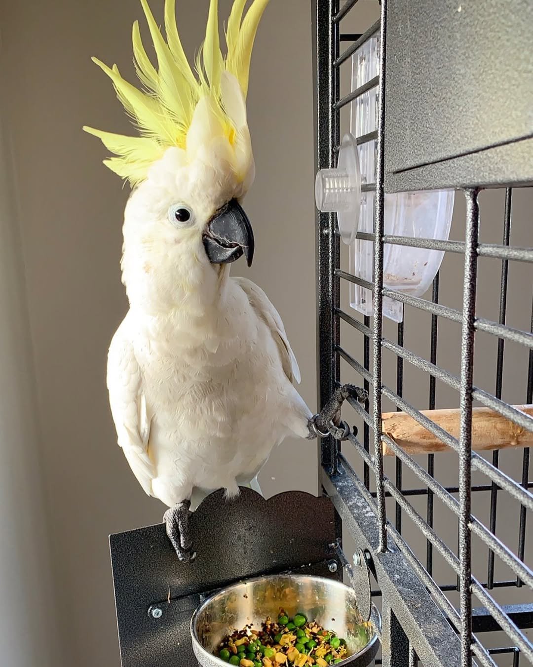Cockatoo for Sale