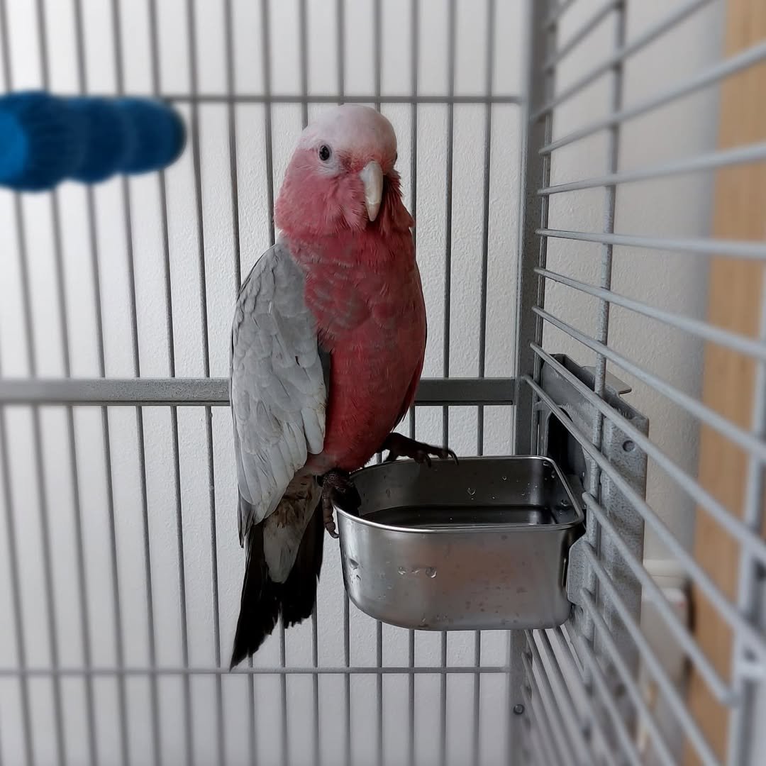 female cockatoo parrots for sale
