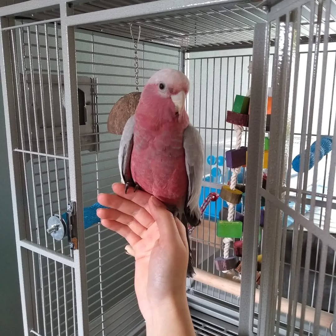female cockatoo parrots for sale