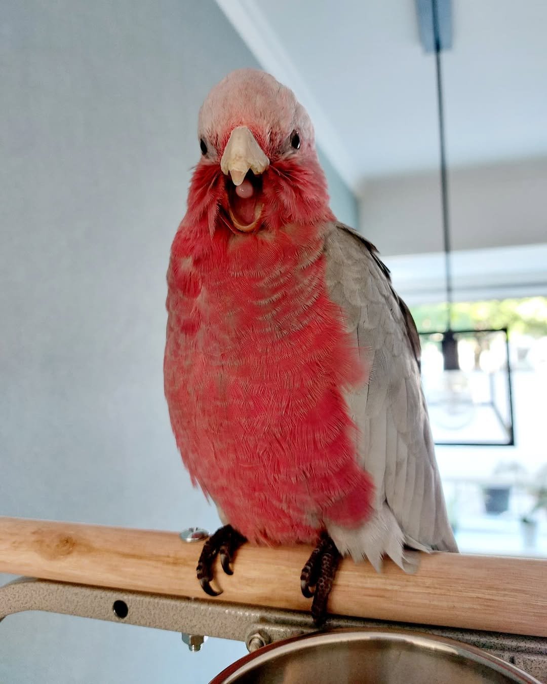 female cockatoo parrots for sale