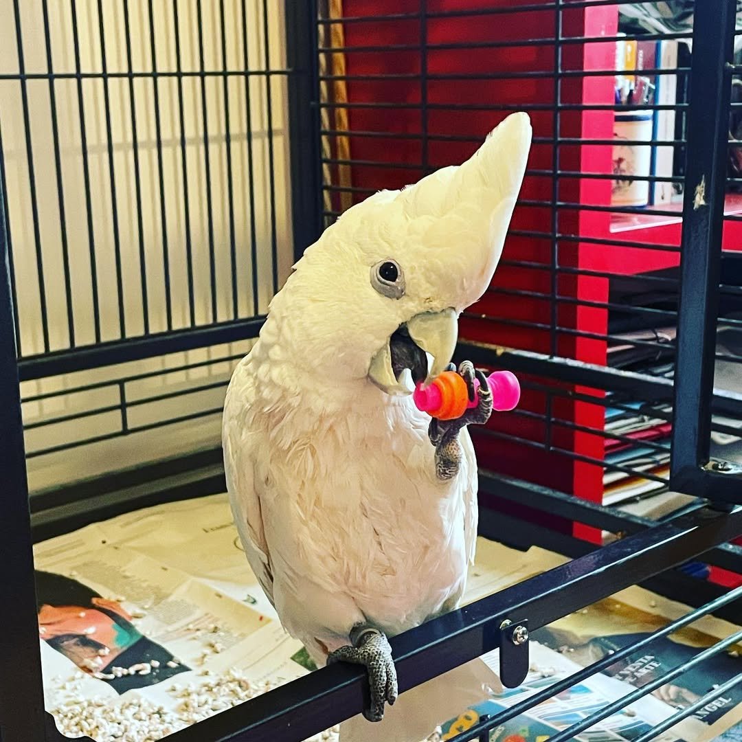 Palm Cockatoo parrots for sale
