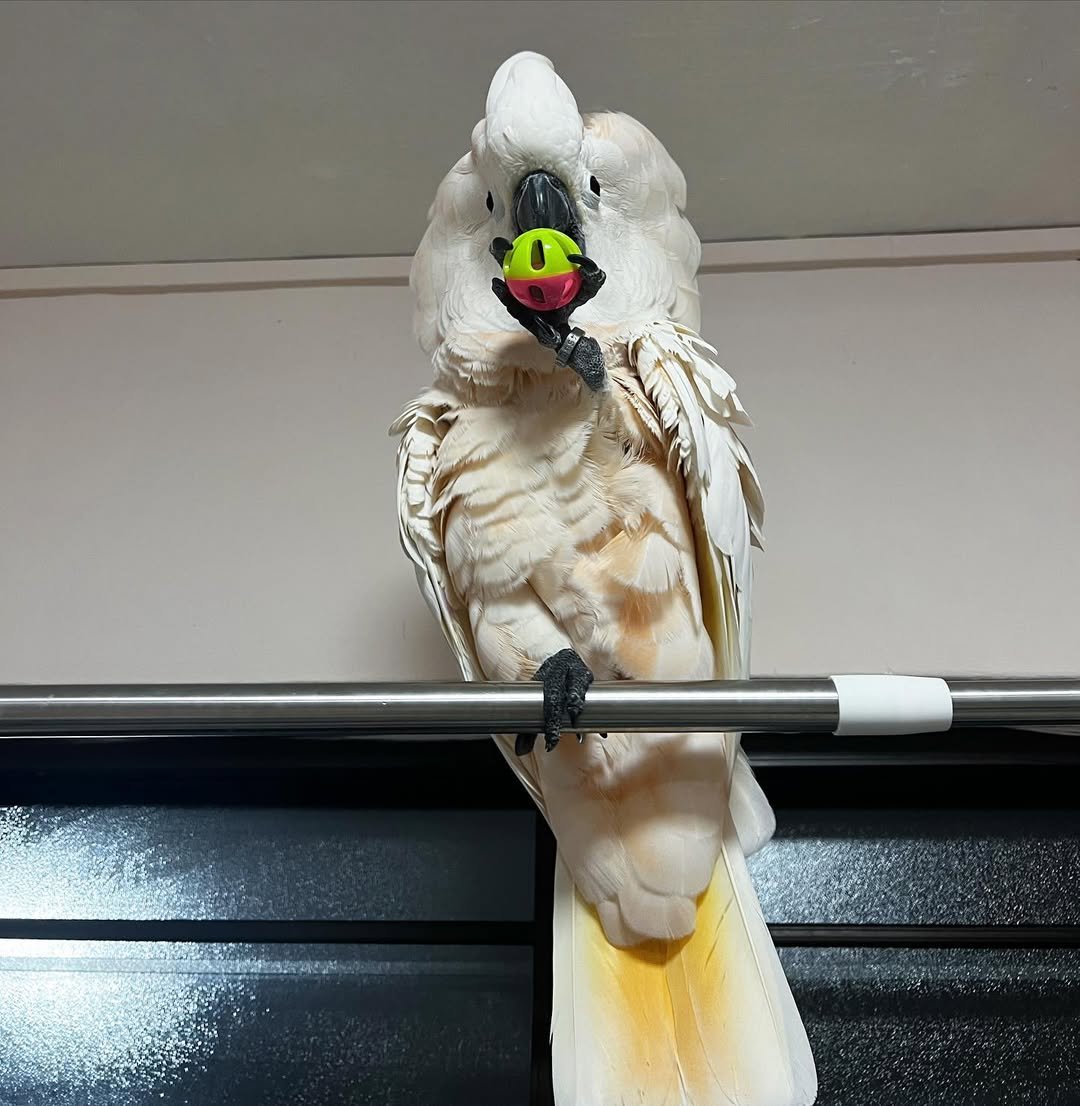 white cockatoo parrot for sale