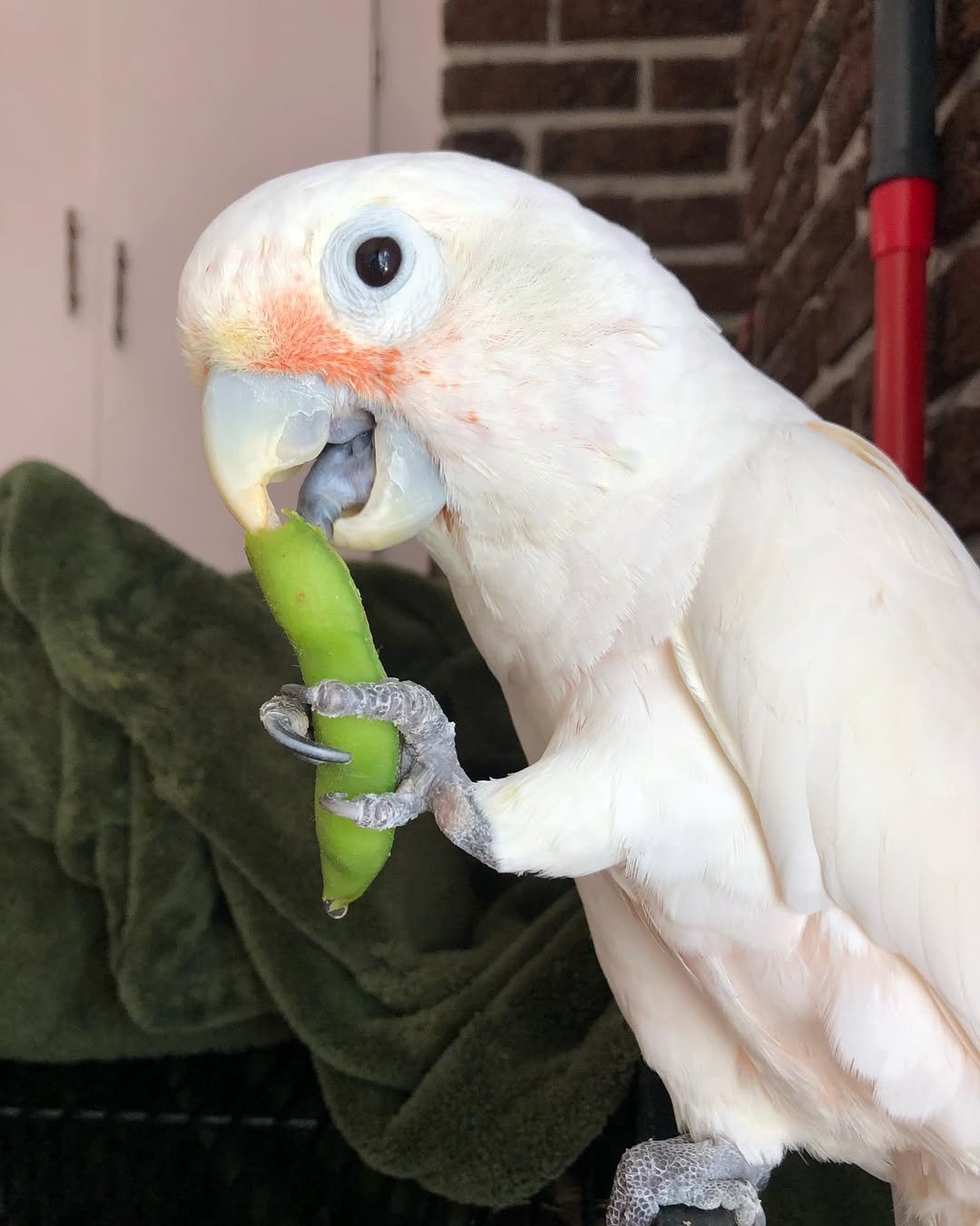 Black Cockatoos parrots for sale