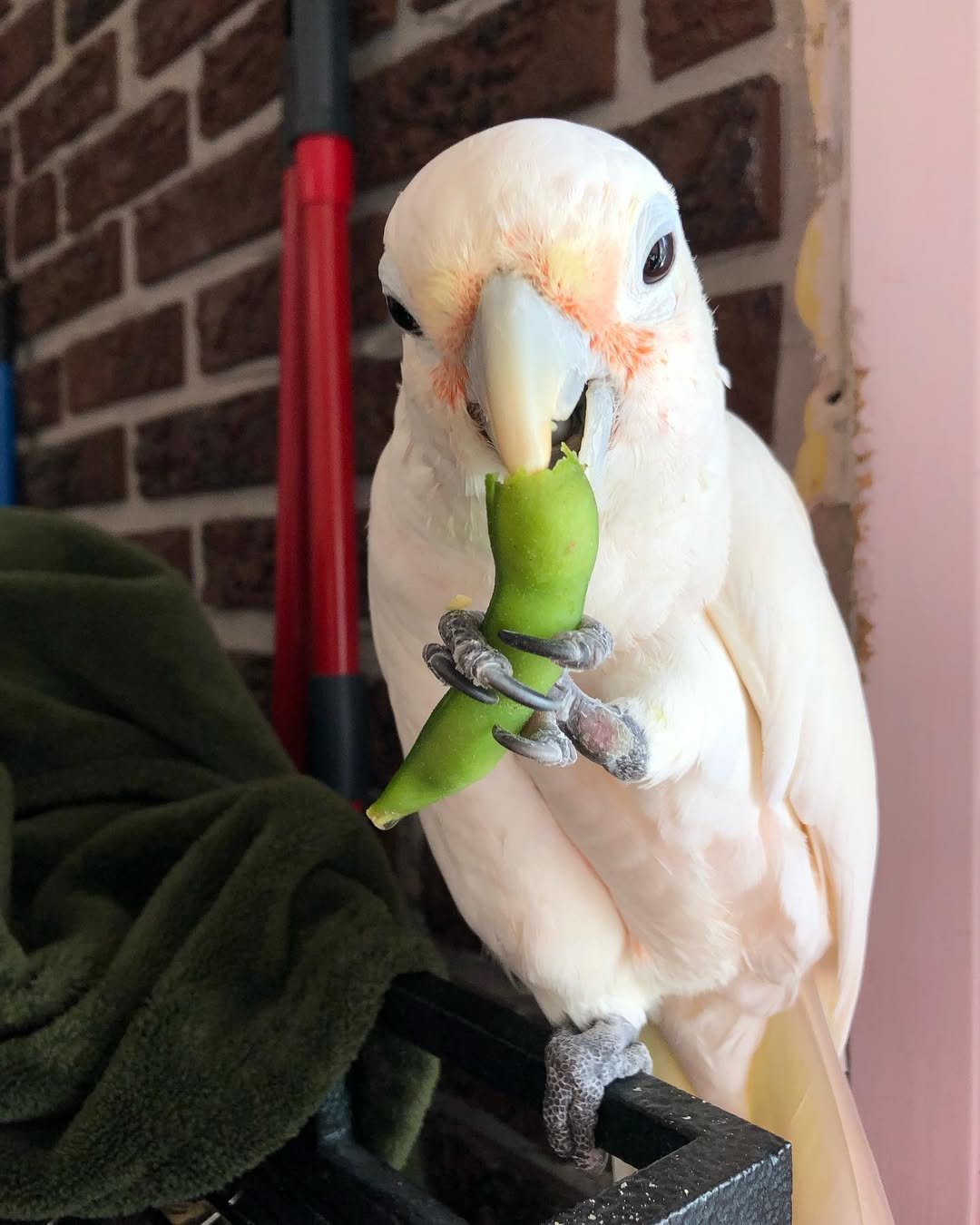 Black Cockatoos parrots for sale