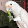 Black Cockatoos parrots for sale
