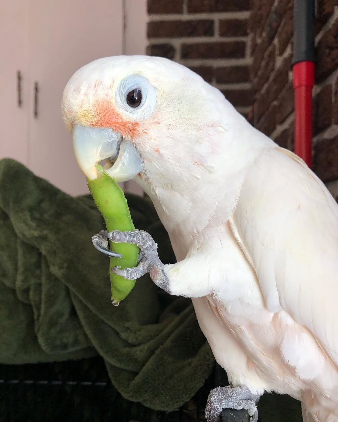 Black Cockatoos parrots for sale