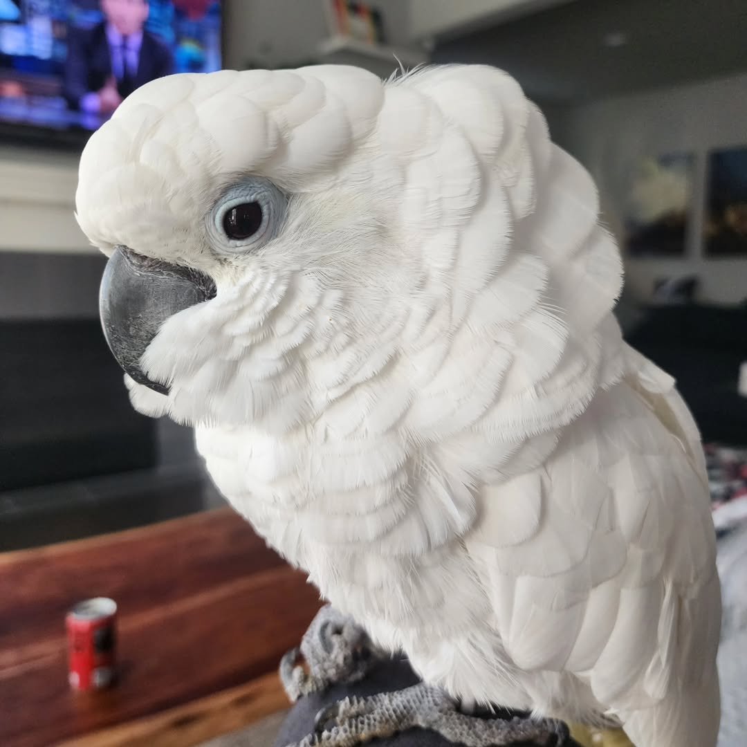 Palm Cockatoo parrots for sale near me