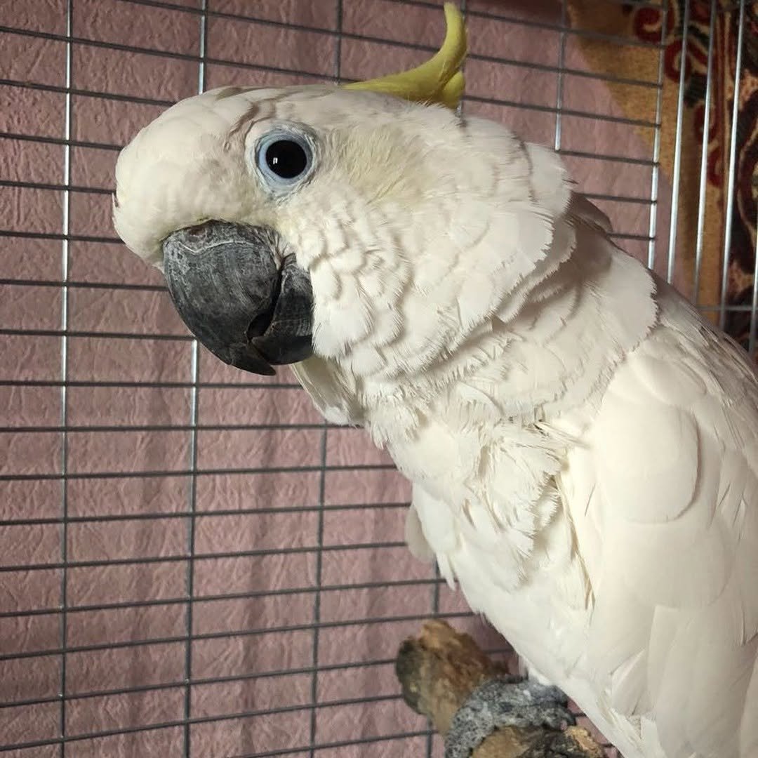 cockatoo birds for sale