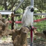 Talking Cockatoo Parrots for Sale