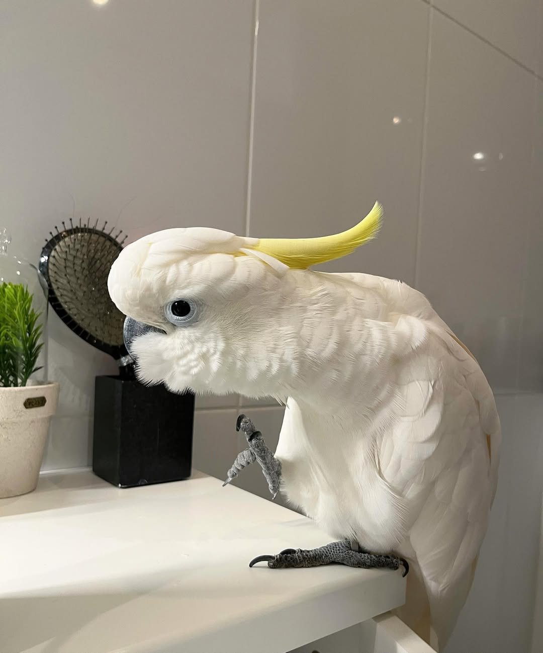 Galah cockatoo parrots for sale