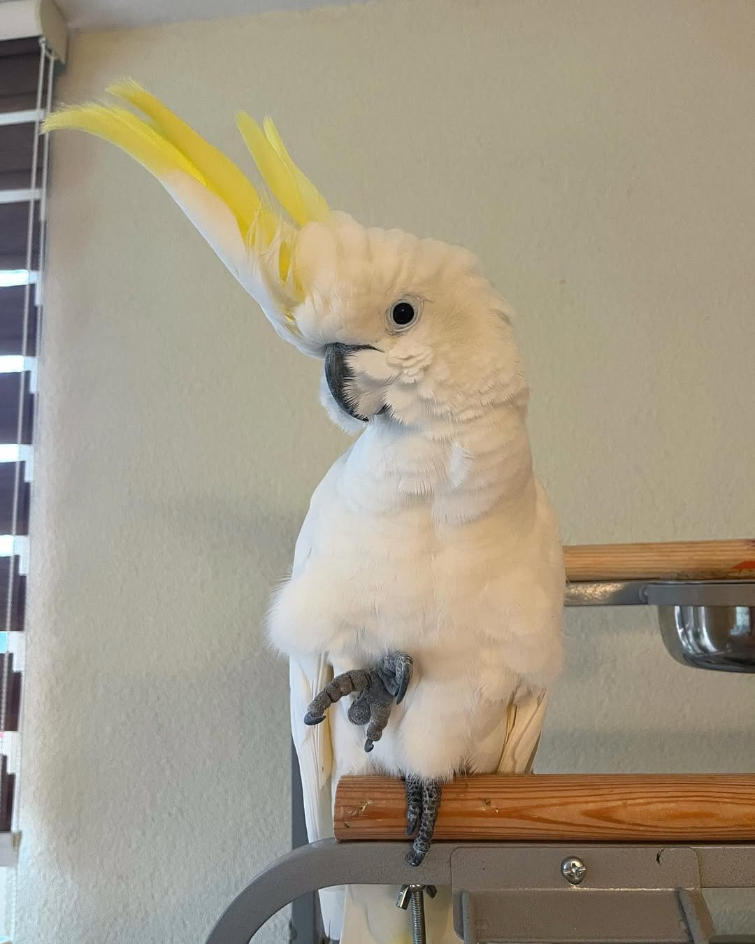 Galah cockatoo parrots for sale