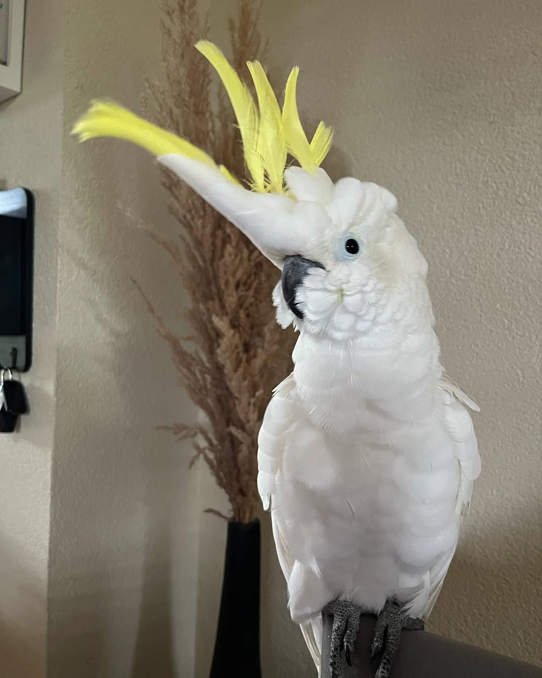 Galah cockatoo parrots for sale