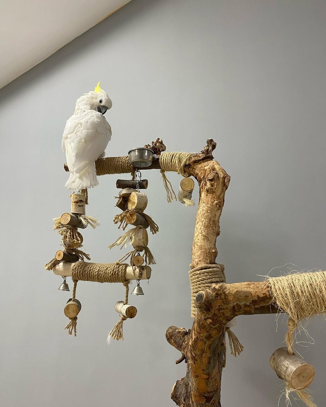 cockatoo birds for sale