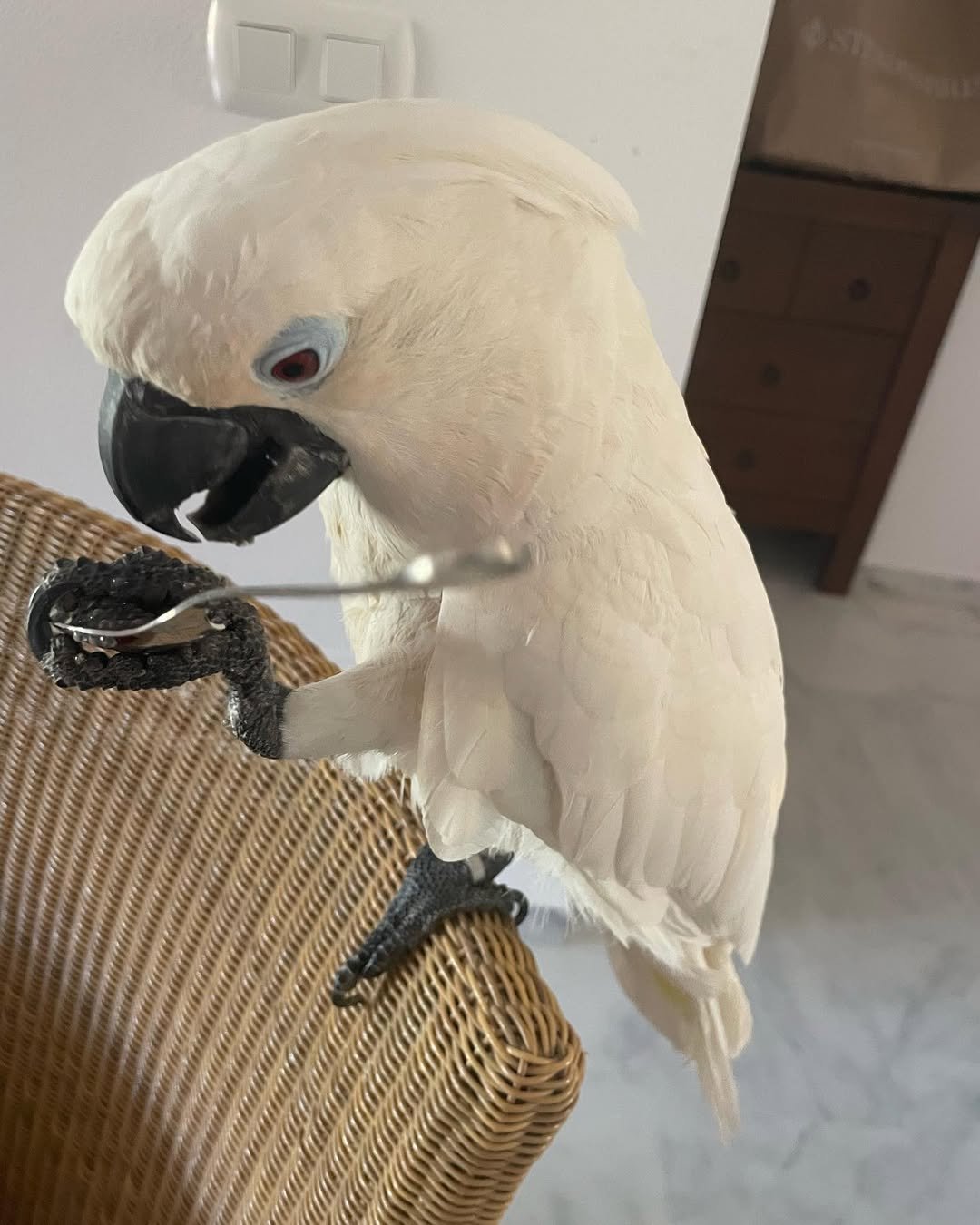 Philippine Cockatoo parrots for sale