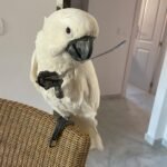 Philippine Cockatoo parrots for sale
