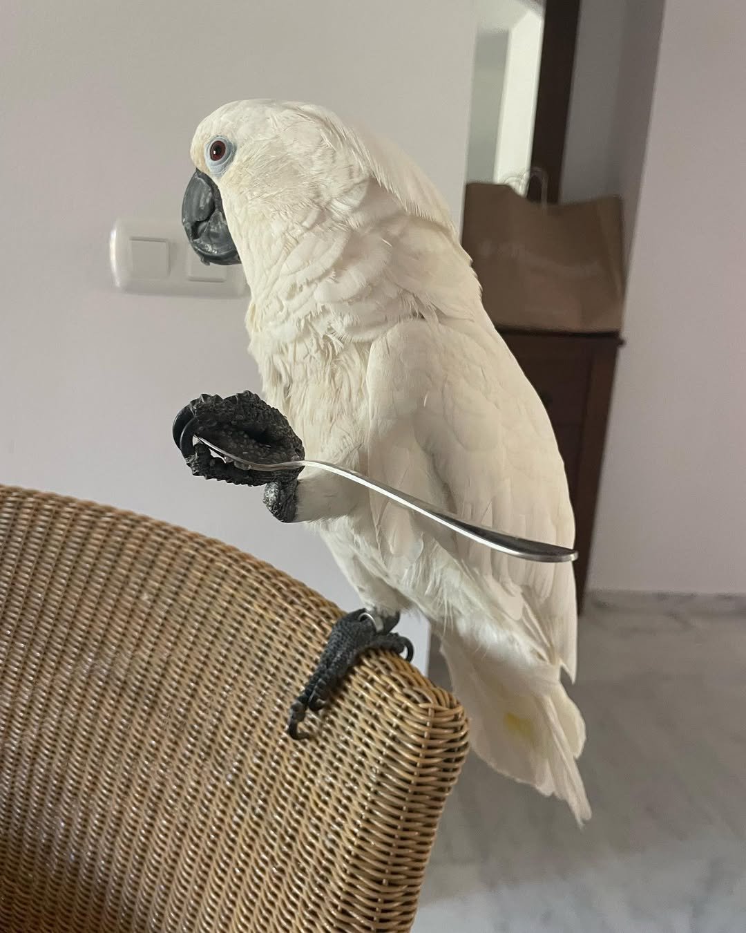 Philippine Cockatoo parrots for sale