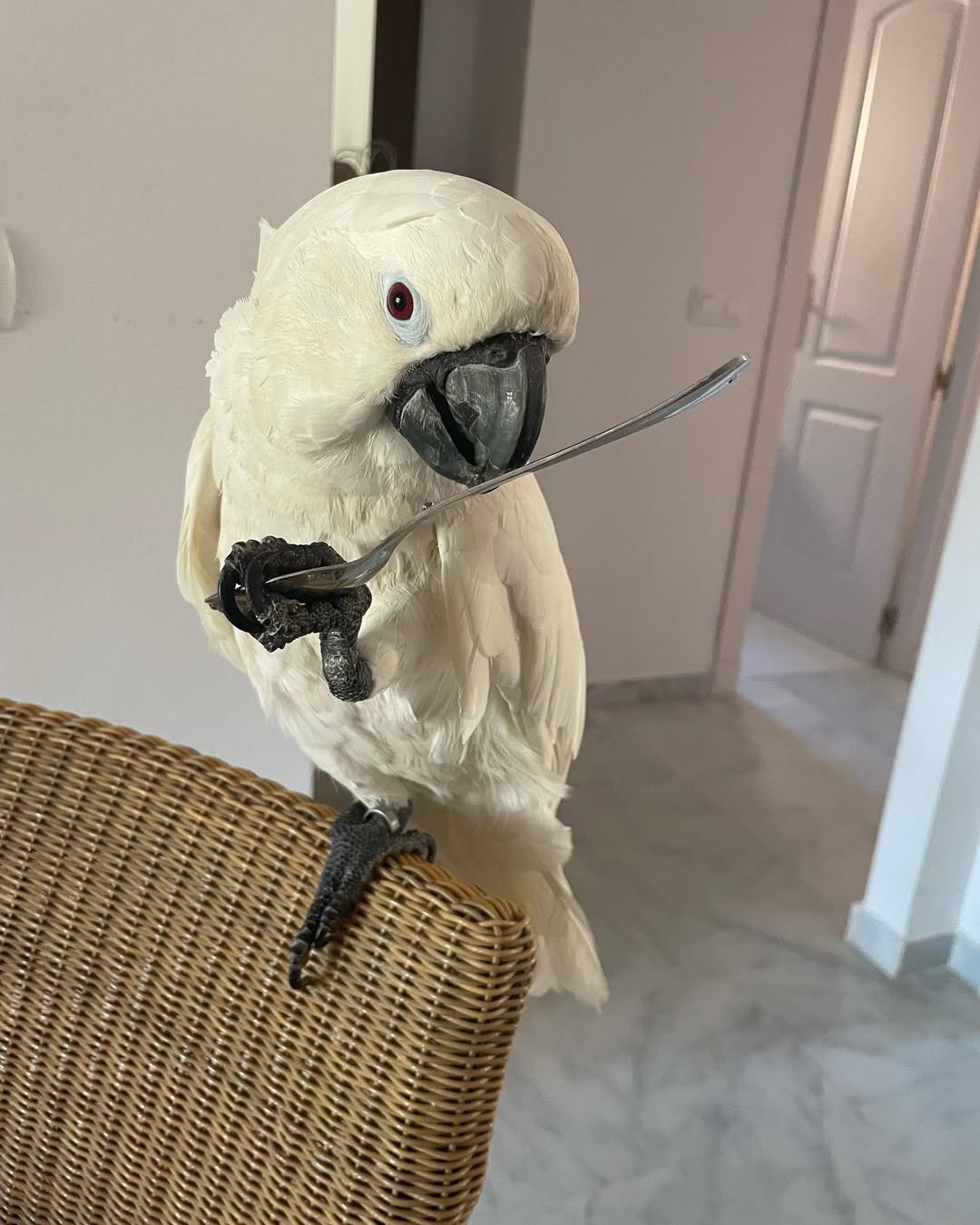 Philippine Cockatoo parrots for sale