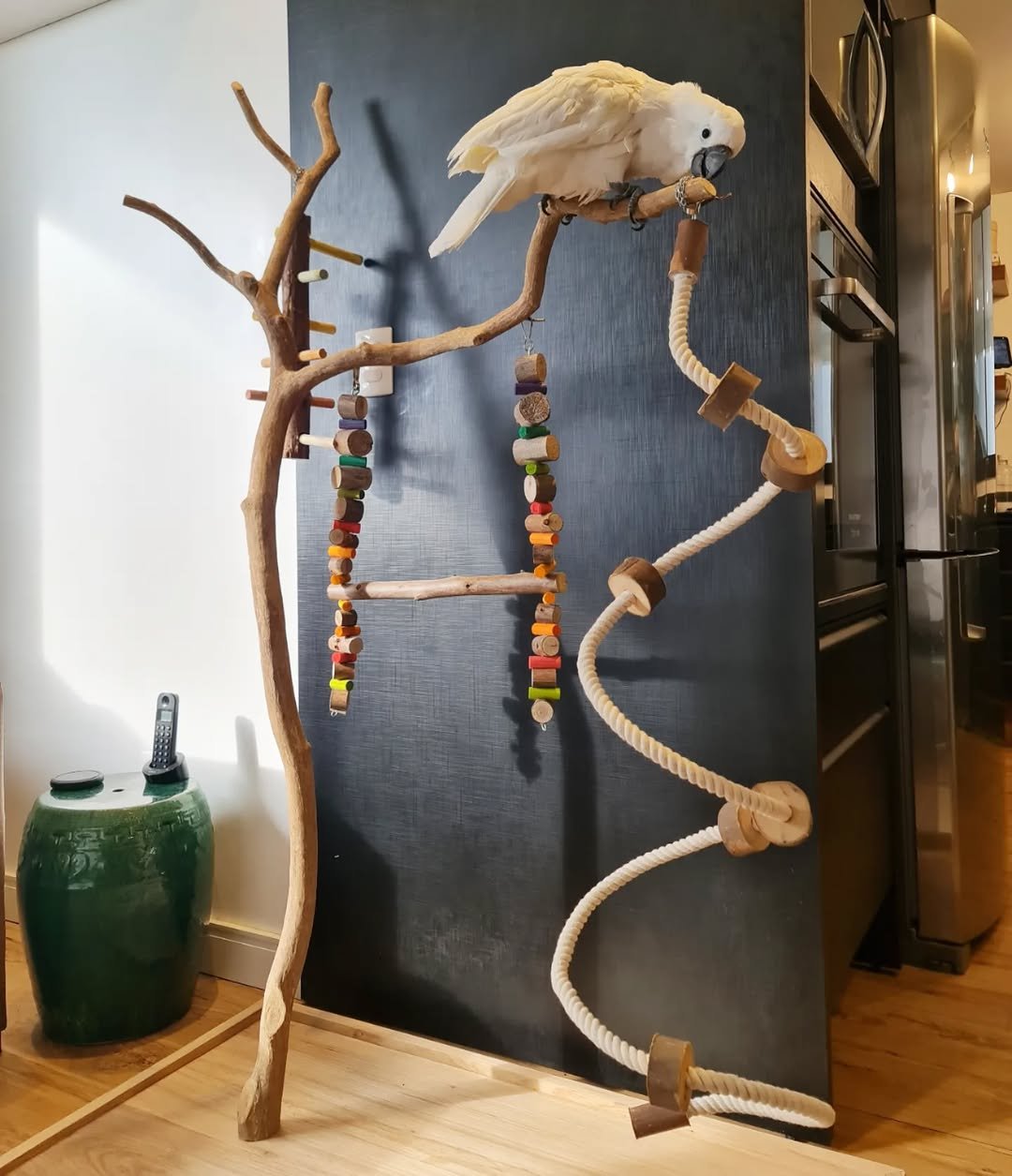 cockatoo baby parrots for sale