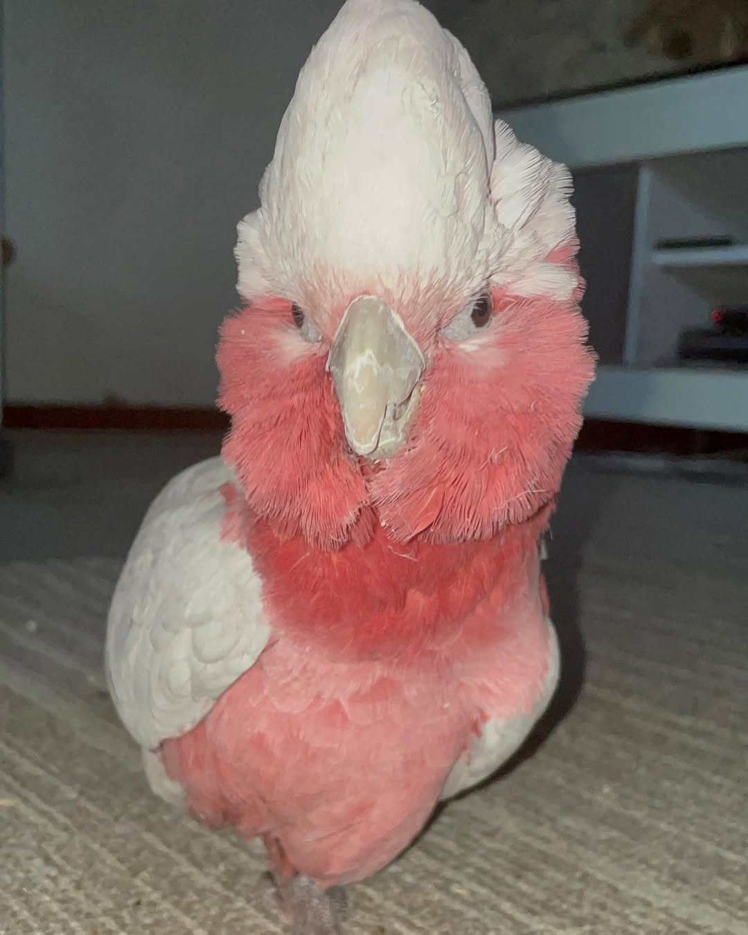 Galah cockatoo parrots for sale near me