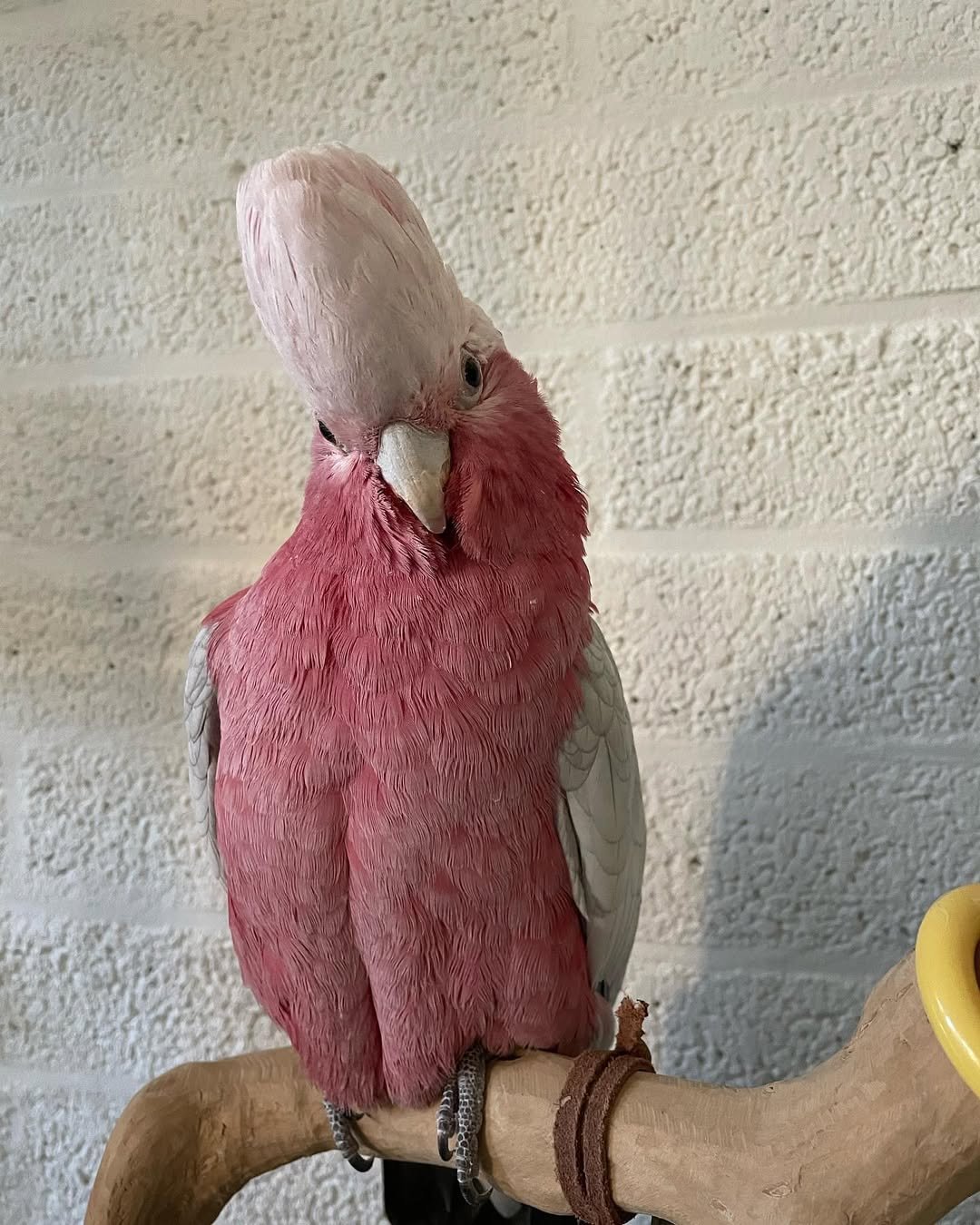 Galah cockatoo parrots for sale near me