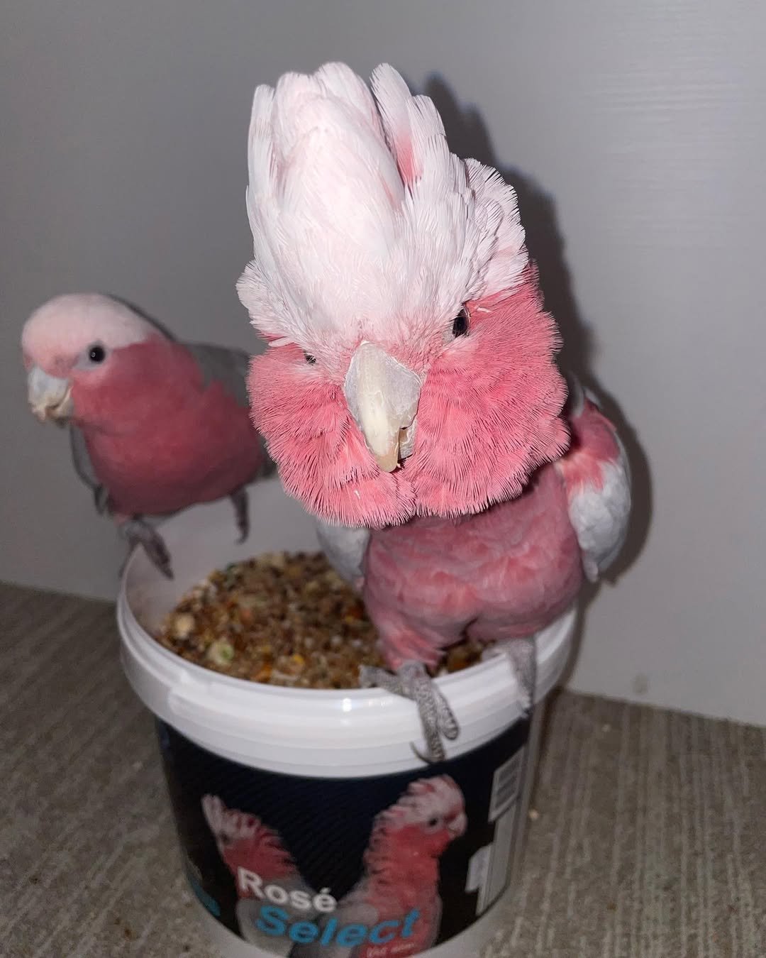 Galah cockatoo parrots for sale near me