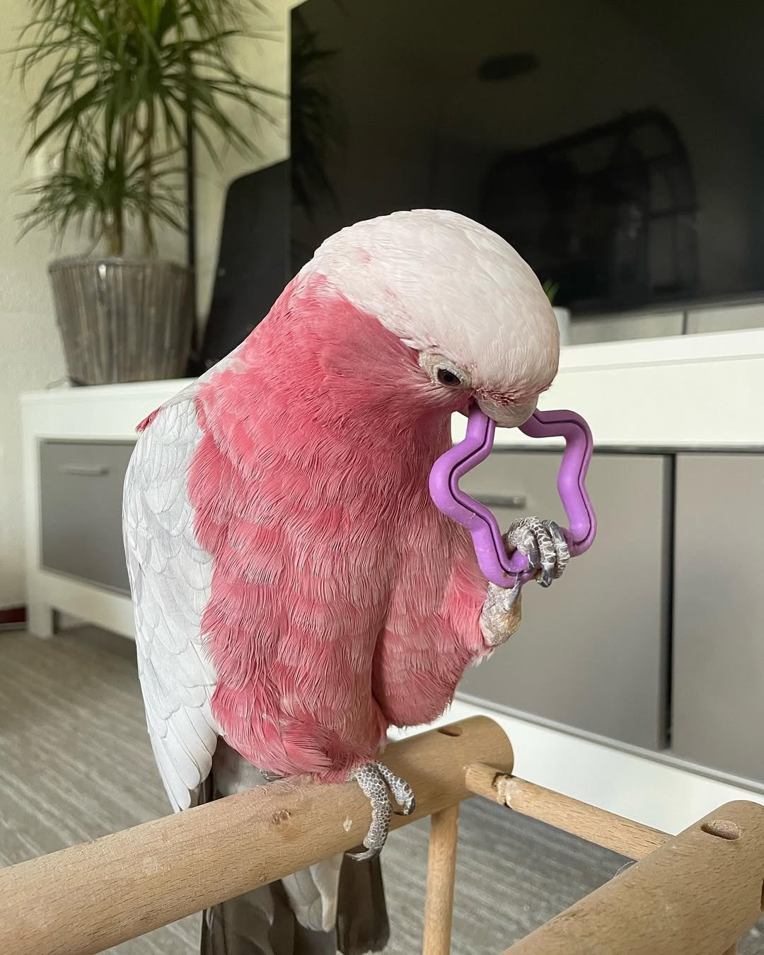 Galah cockatoo parrots for sale near me
