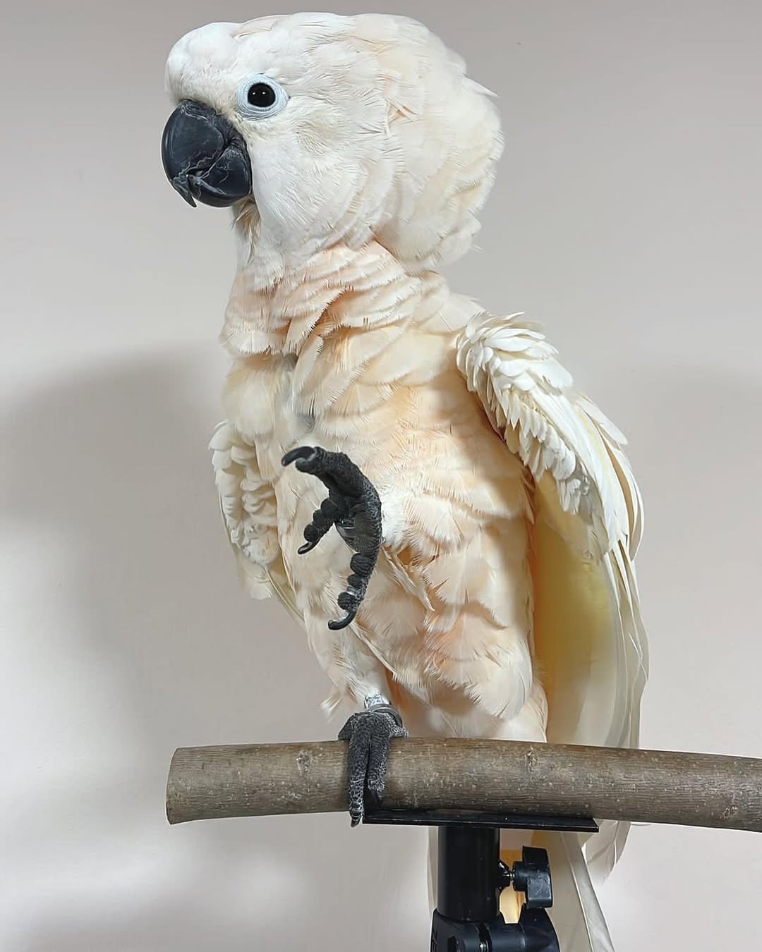 white cockatoo parrot for sale